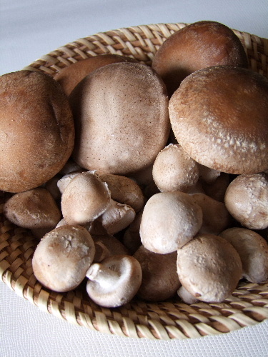 小さなしいたけ・ちいたけ&おっきな椎茸・濃熟茸」 : じぶん日記 小さなしいたけ・ちいたけ&おっきな椎茸・濃熟茸」 : じぶん日記