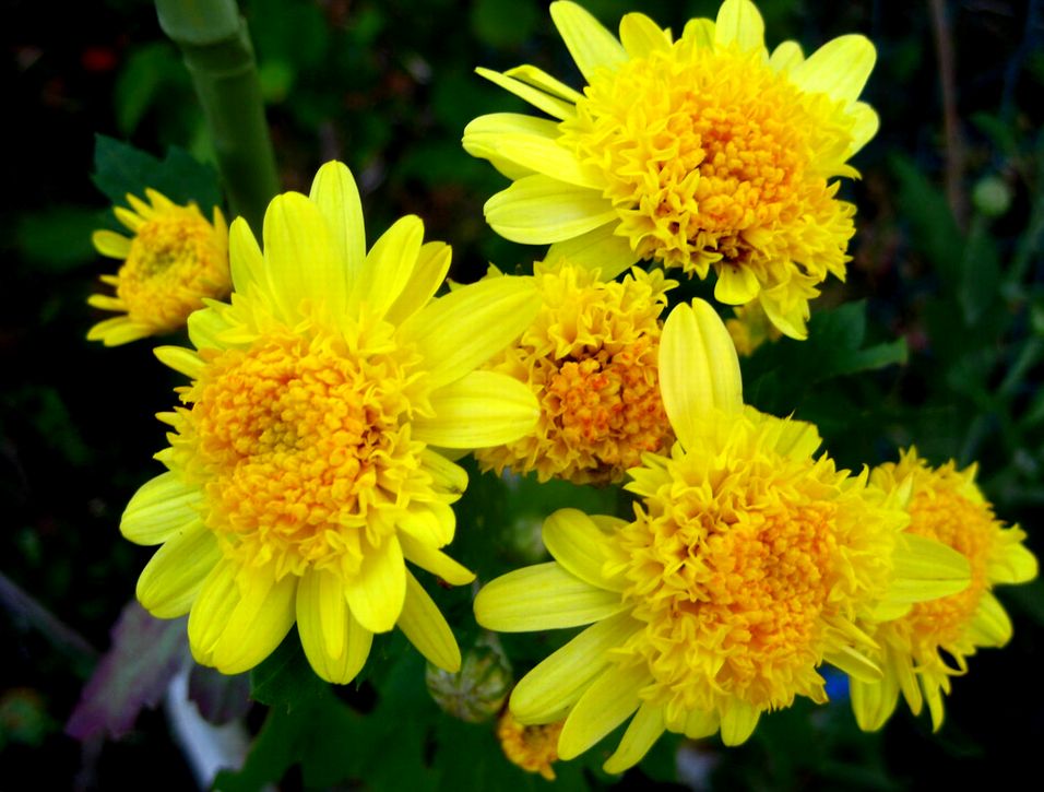 18 / November  朝露の山茶花と菊_e0149934_4394759.jpg