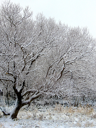 d0032736_14234257.jpg