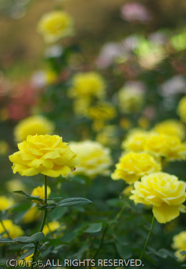 薔薇は～♪薔薇は～♪　in　神代植物公園　その１_b0136768_1424840.jpg