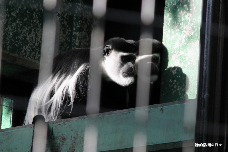 千葉市動物公園　その２　ウキキ！_b0131071_019100.jpg