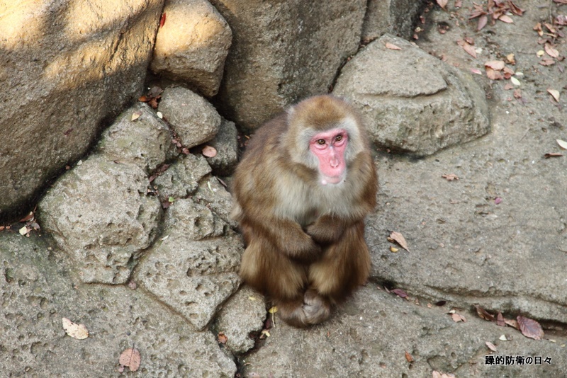 千葉市動物公園　その２　ウキキ！_b0131071_07229.jpg