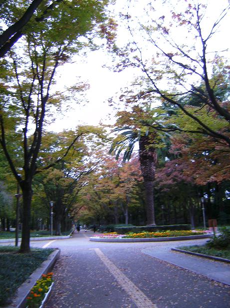 大阪市内にも紅葉が・・・　　文化サロンの楽しみ方_e0084071_21344673.jpg