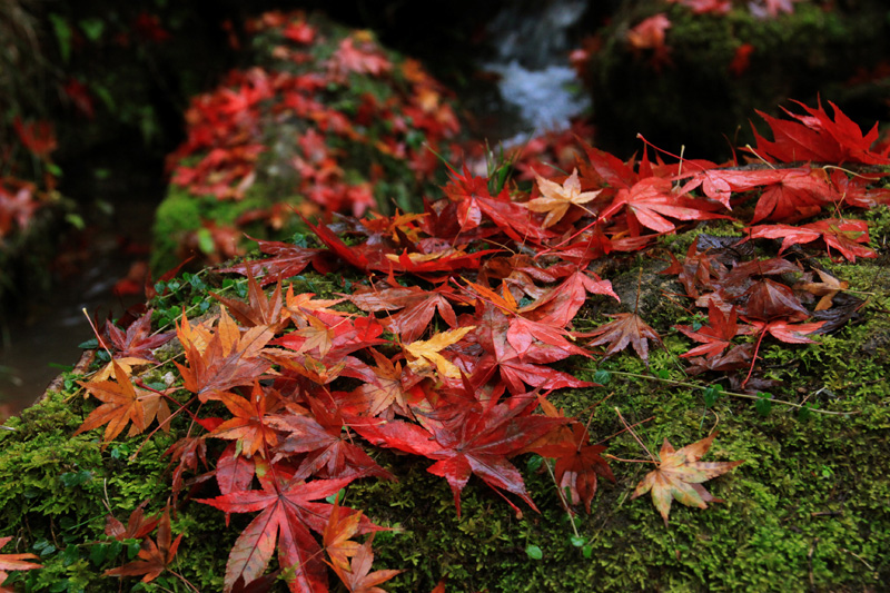 紅葉＠弥彦公園_b0168274_2085811.jpg