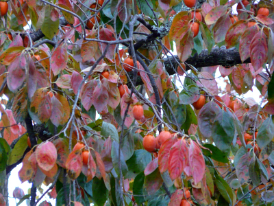 柿の紅葉（奈良公園）_b0008289_20463714.jpg