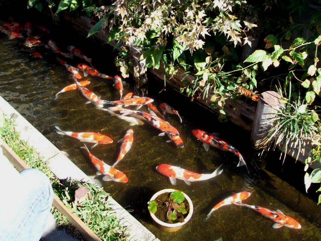 11月18日　プチ旅その２　埼玉県川越「菓子屋横丁」_f0019498_10542130.jpg