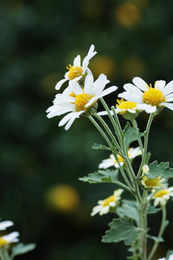 潮風に揺れる可憐な花・・≪　野路菊　≫_a0140000_20335645.jpg