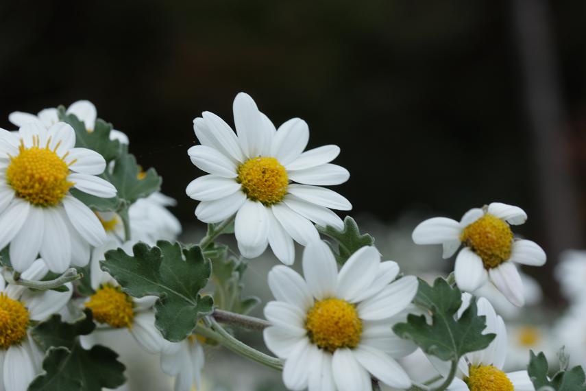 潮風に揺れる可憐な花・・≪　野路菊　≫_a0140000_20355577.jpg