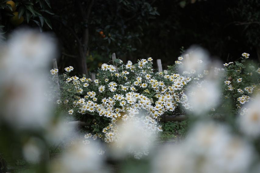 潮風に揺れる可憐な花・・≪　野路菊　≫_a0140000_2083510.jpg