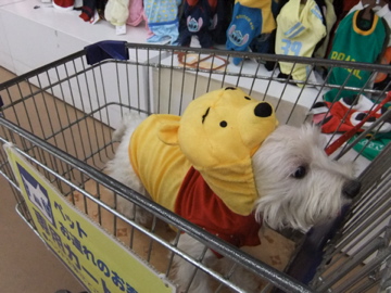 こないだ クララ 1才!!!_c0226202_2135464.jpg