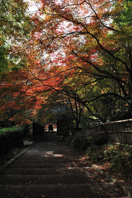 2009･京都の紅葉　金蔵寺_f0032011_18513064.jpg