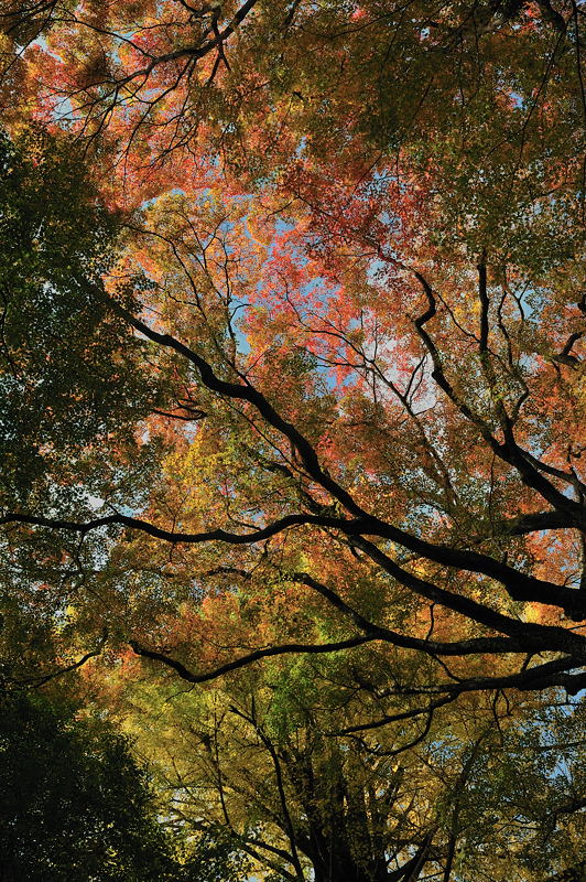 2009･京都の紅葉　金蔵寺_f0032011_18522927.jpg