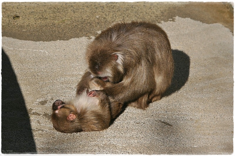 上野動物園の小型動物_e0052135_17575564.jpg