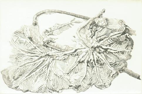 SHINOBAZU GALLERY …EDITION