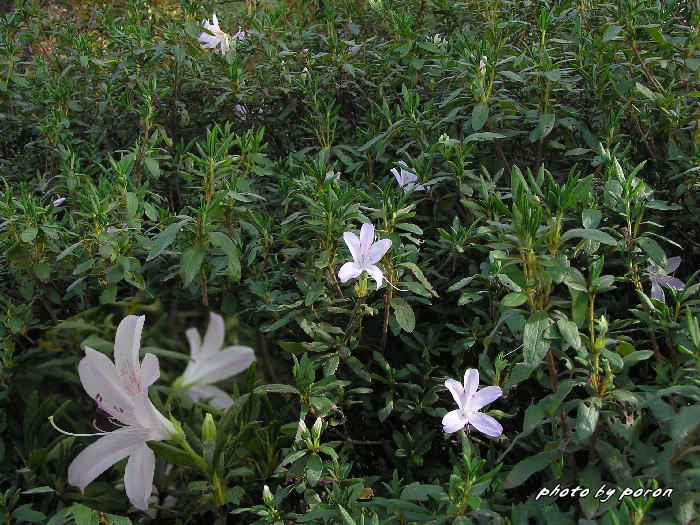 公園の樹木種の花と園芸花です。_c0137342_1846077.jpg