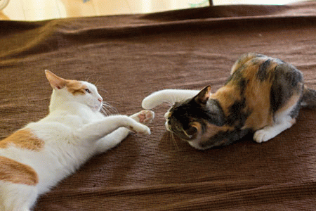 らいぞうくんの日常 梅蔵猫日記 らいぞうくんの日常 梅蔵猫日記