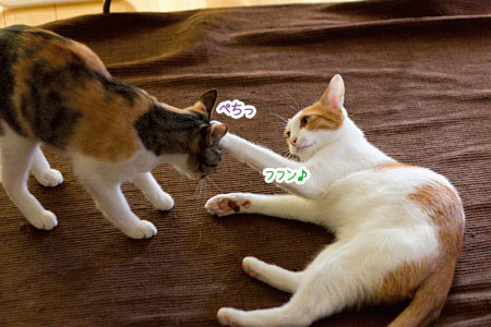 らいぞうくんの日常 梅蔵猫日記