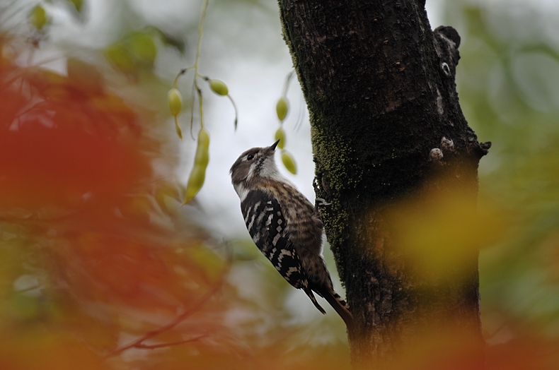 紅葉、黄葉に染まった鳥さん達_f0053272_22351238.jpg