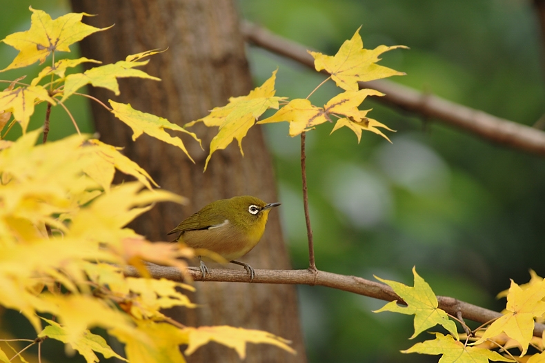 紅葉、黄葉に染まった鳥さん達_f0053272_22383240.jpg