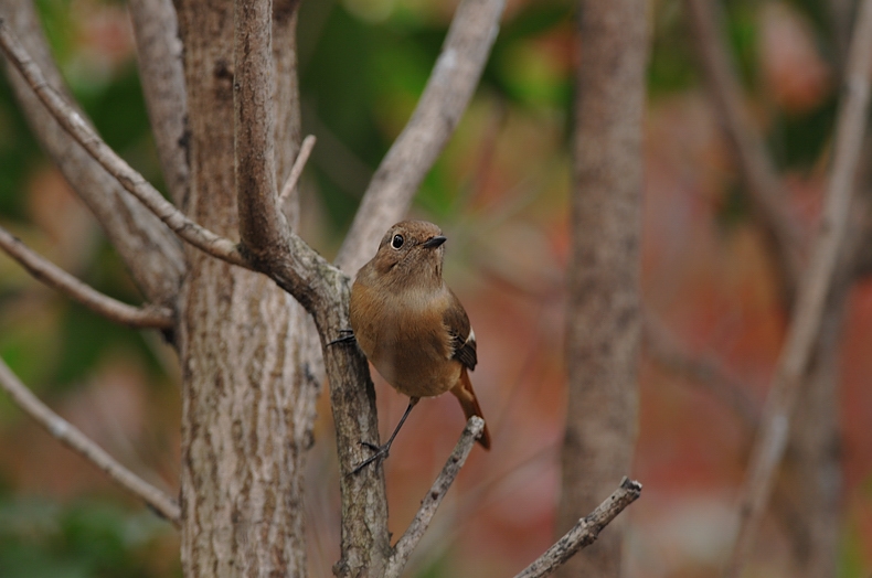 紅葉、黄葉に染まった鳥さん達_f0053272_22402596.jpg