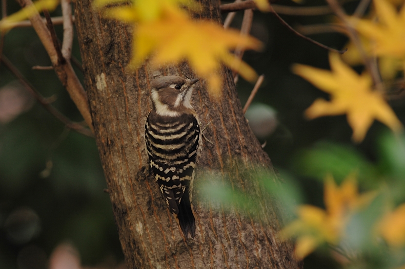 紅葉、黄葉に染まった鳥さん達_f0053272_2334721.jpg