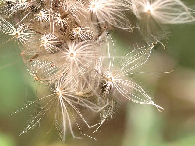 アザミの綿毛 みなみかぜ通信