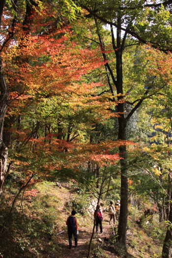 武庫川渓谷　紅葉情報_c0151875_12322414.jpg