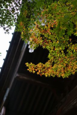 鎌倉散歩（妙本寺）_e0196975_2383953.jpg