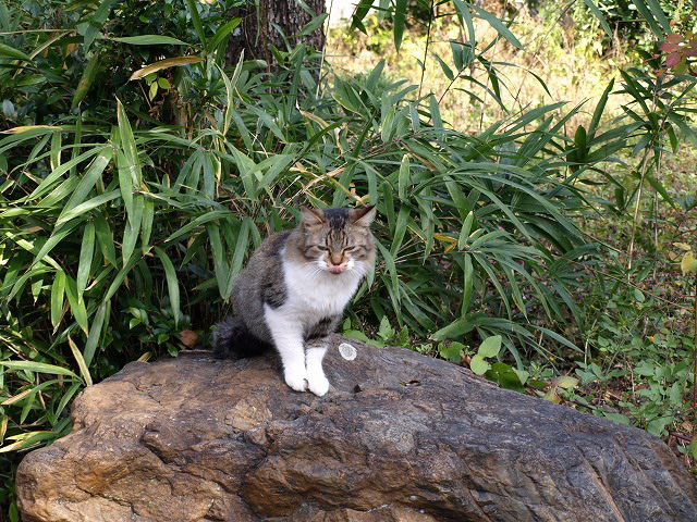 地域猫『梅林公園の梅之介』_d0054276_1991093.jpg