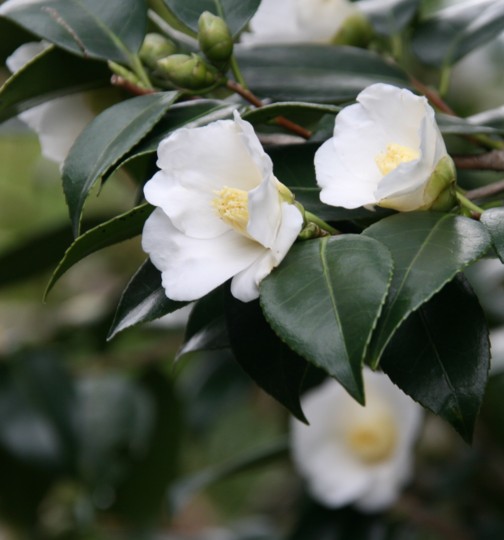 無料ダウンロード侘助 花 言葉 美しい花の画像