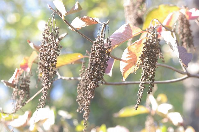 黒い実のなる木 3 09 11 19 カラスザンショウ リョウブ ヒメユズリハ 舞岡公園の自然