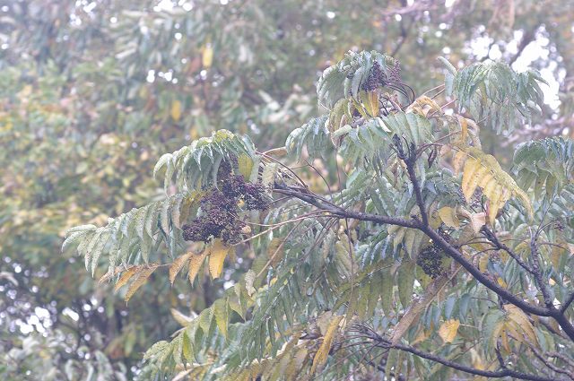 黒い実のなる木 3 09 11 19 カラスザンショウ リョウブ ヒメユズリハ 舞岡公園の自然