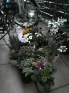 f0017897_18212615.jpg