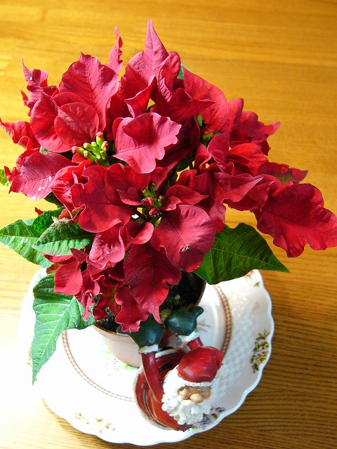 a0123003_2003554.jpg