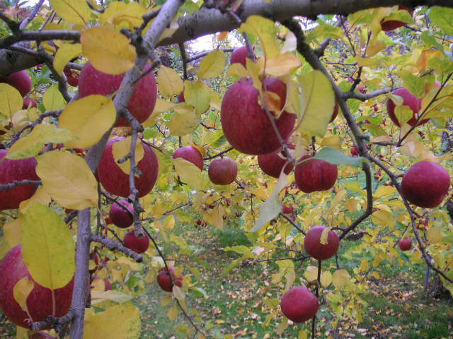 e0192203_1201076.jpg