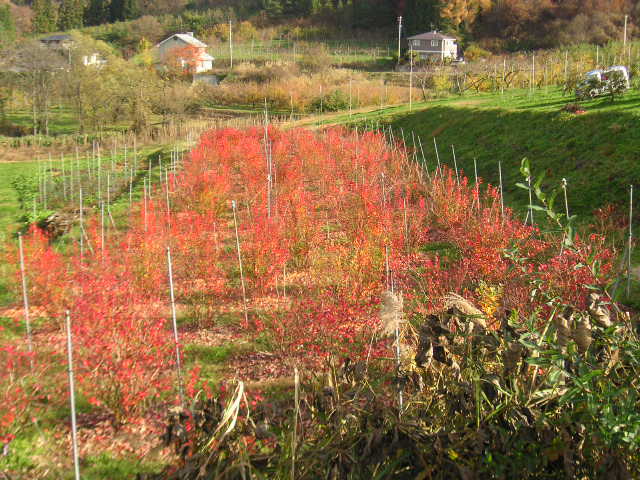 e0192203_1213162.jpg
