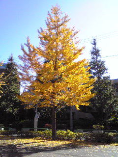 e0131904_1821336.jpg