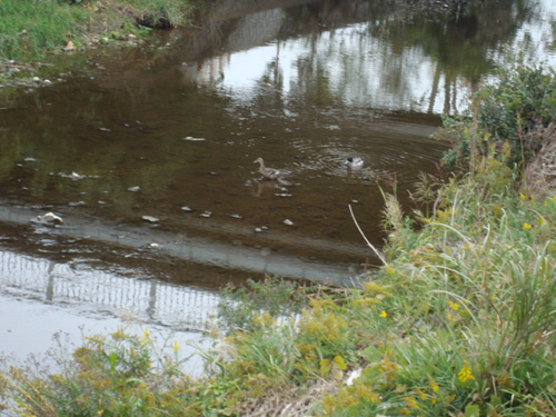 e0149205_20221825.jpg