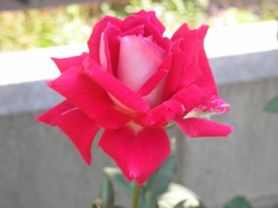 f0035506_97303.jpg
