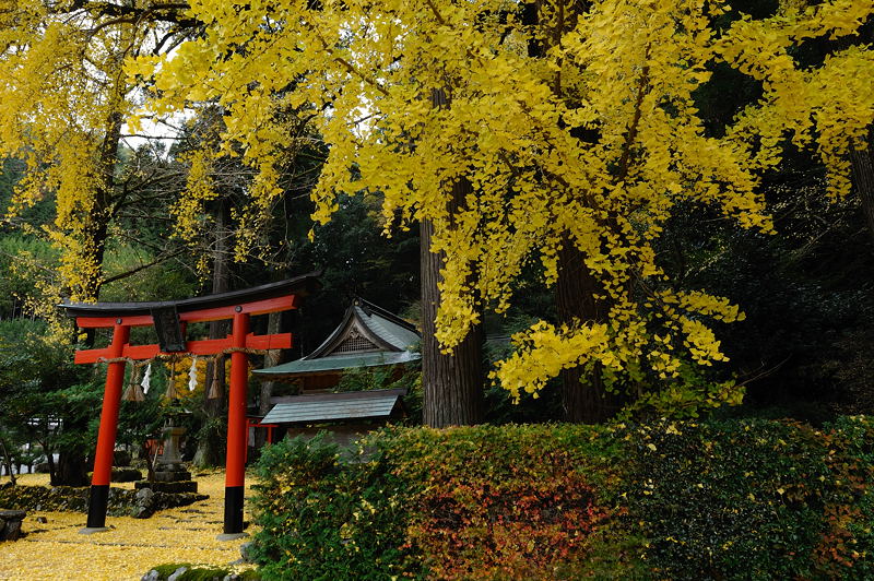 2009･京都の紅葉　岩戸落葉神社_f0032011_198244.jpg