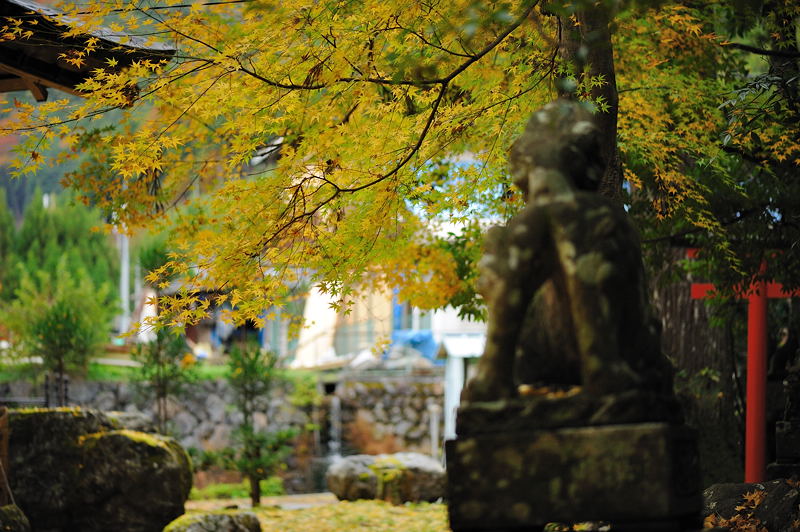 2009･京都の紅葉　岩戸落葉神社_f0032011_1993240.jpg