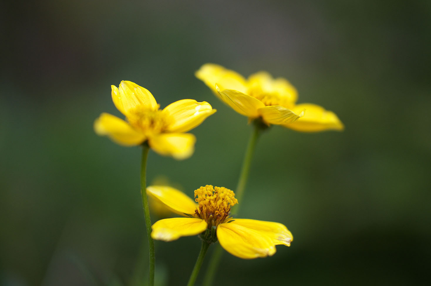 TAMRON 60mm F2.0 Macro試写　その１_d0085413_15221969.jpg