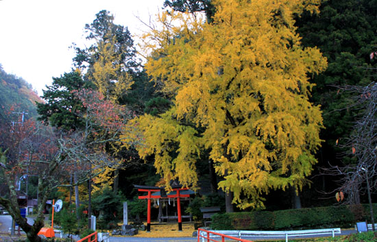 岩戸落葉神社　黄葉_e0048413_21365913.jpg