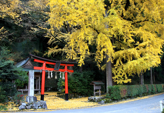 岩戸落葉神社　黄葉_e0048413_21372077.jpg