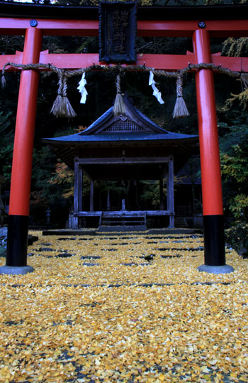 岩戸落葉神社　黄葉_e0048413_21373558.jpg