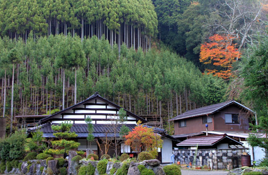 岩戸落葉神社　黄葉_e0048413_21375755.jpg