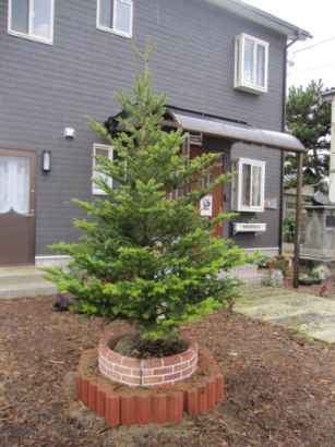 もみの木 サバト 私 昨日今日明日