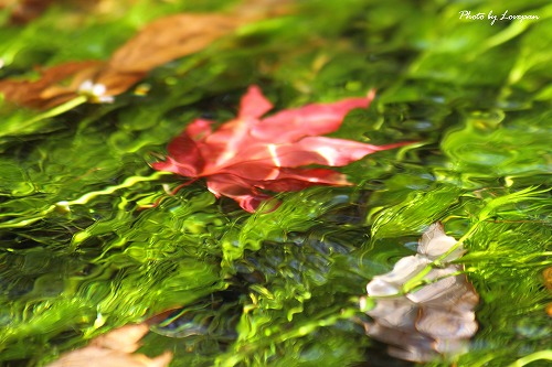 c0136926_2152519.jpg