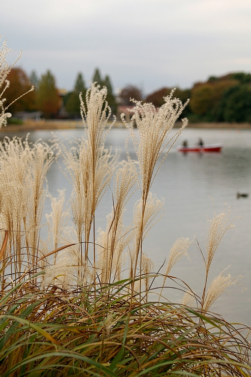 0911　昭和記念公園_f0115326_2172428.jpg