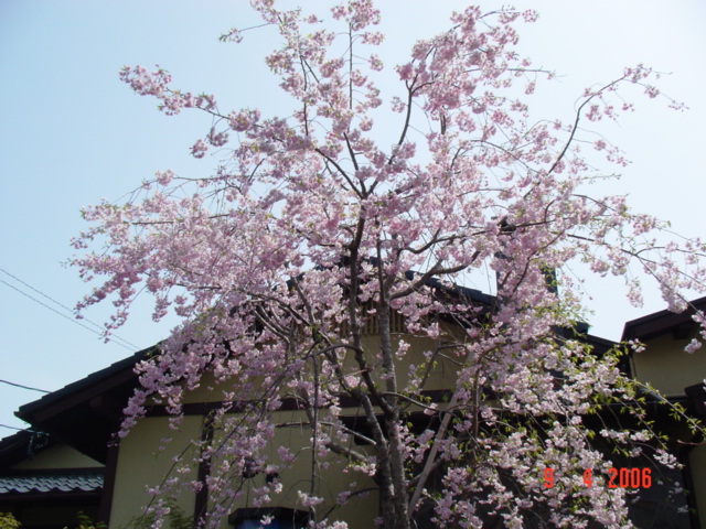 桜の季節が近づいてきましたね。_a0142935_1825972.jpg